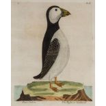 Albin (Eleazar) - A group of 23 plates of birds, including jay, magpie, puffins, great sea loon,