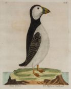 Albin (Eleazar) - A group of 23 plates of birds, including jay, magpie, puffins, great sea loon,
