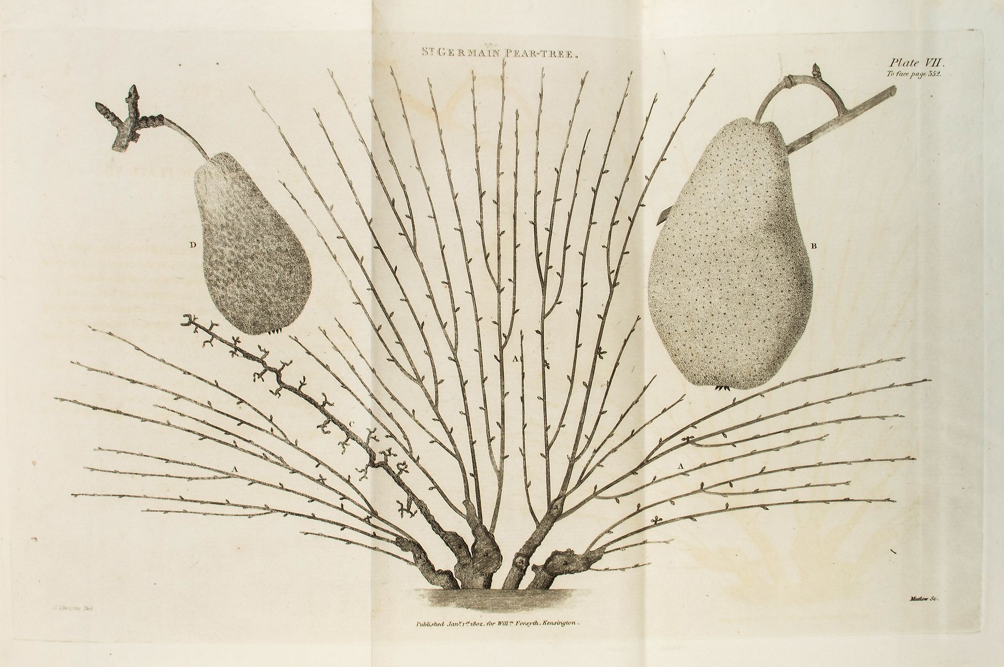 Forsyth (William) - A Treatise on the Culture and Management of Fruit-Trees,  first edition  , - Image 2 of 2