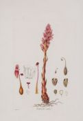 Curtis (William) - Flora Londinensis twelve botanical illustrations,  hand-coloured engravings, each