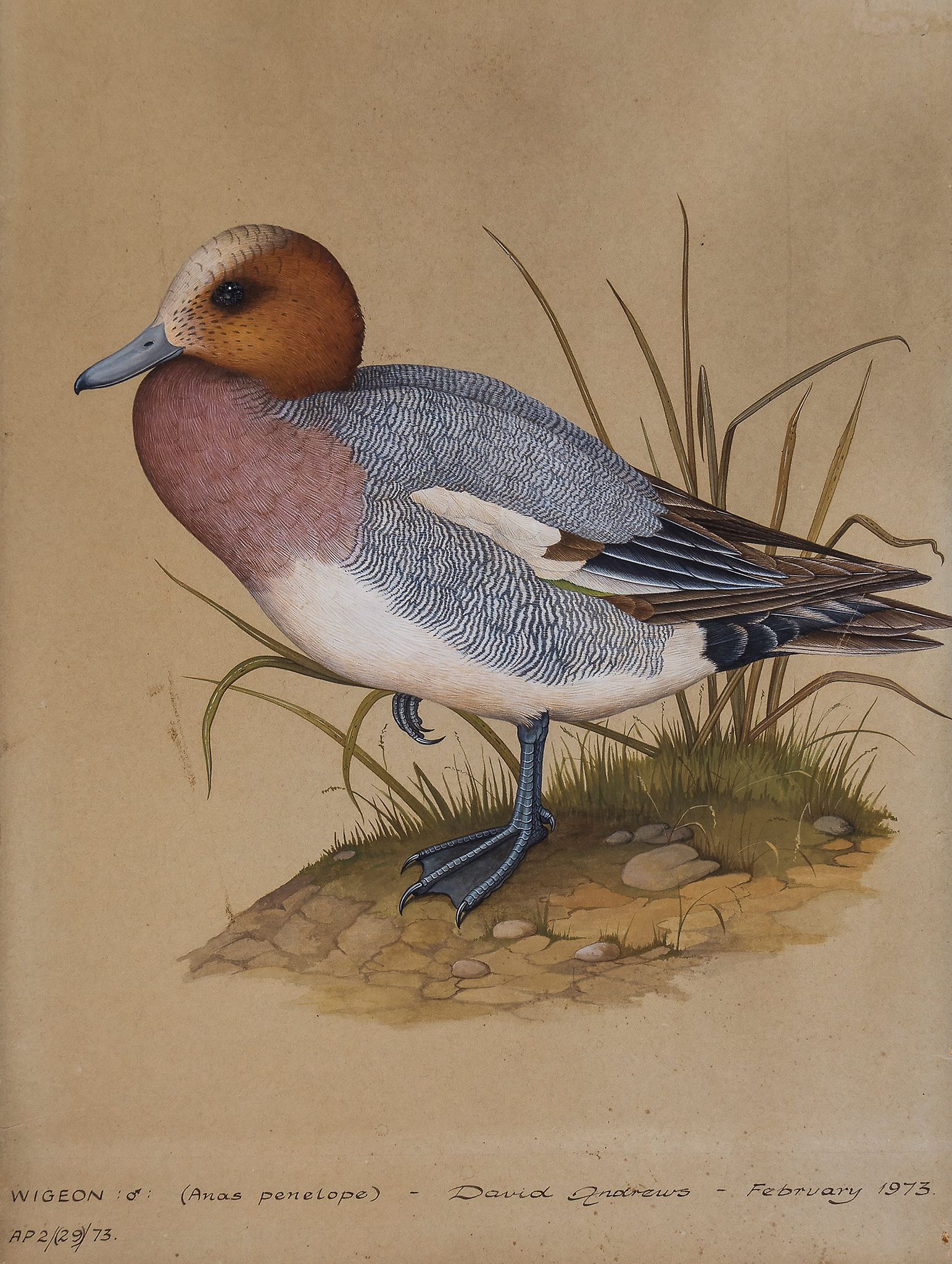 Andrews (David) - Wigeon and Pochard original artwork for two illustrations of ducks,   gouache on