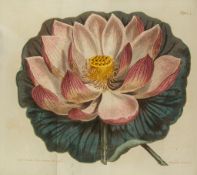 Curtis (William) - The Botanical Magazine, or, Flower-Garden Displayed, vol 1-32 in 16,   1329