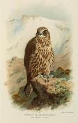 Lilford - Birds of the British Islands,  (Thomas Littleton Powys,  4th Baron  )     Coloured Figures