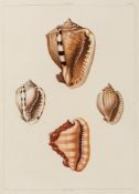 Conchology.- Perry (George) - Conchology, or THe Natural History of Shells,  first edition  ,
