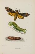 Butterflies.- Barrett (Charles Golding) - The Lepidoptera of the British Islands, 11 vol.,   504