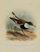 Seebohm (Henry) - The Geographical Distribution of the Family Charadriidae,  or the Plovers,