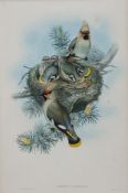 Gould (John) and Henry Constantine Richter. - A good group of 46 plates from the Birds of Great