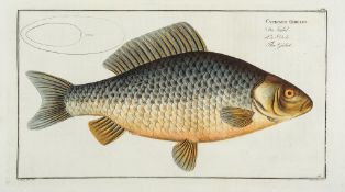 Fishes.- Bloch (Marcus Elieser) - Ichthyologie, ou Histoire Naturelle, Générale et Particulière