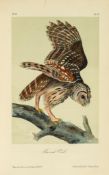 Audubon (John James) - The Birds of America, from Drawings made in the United States and their