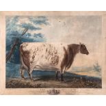 Whessell (John) - The Driffield Cow, 'Bred  &  Fed by Mr Coates of Great Driffield, in the East