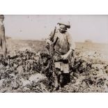 Lewis Hine (1874-1940) - Nine-Year-Old Pauline Reiber Topping Beets Near Sterling, CO, 1915; Newsie,