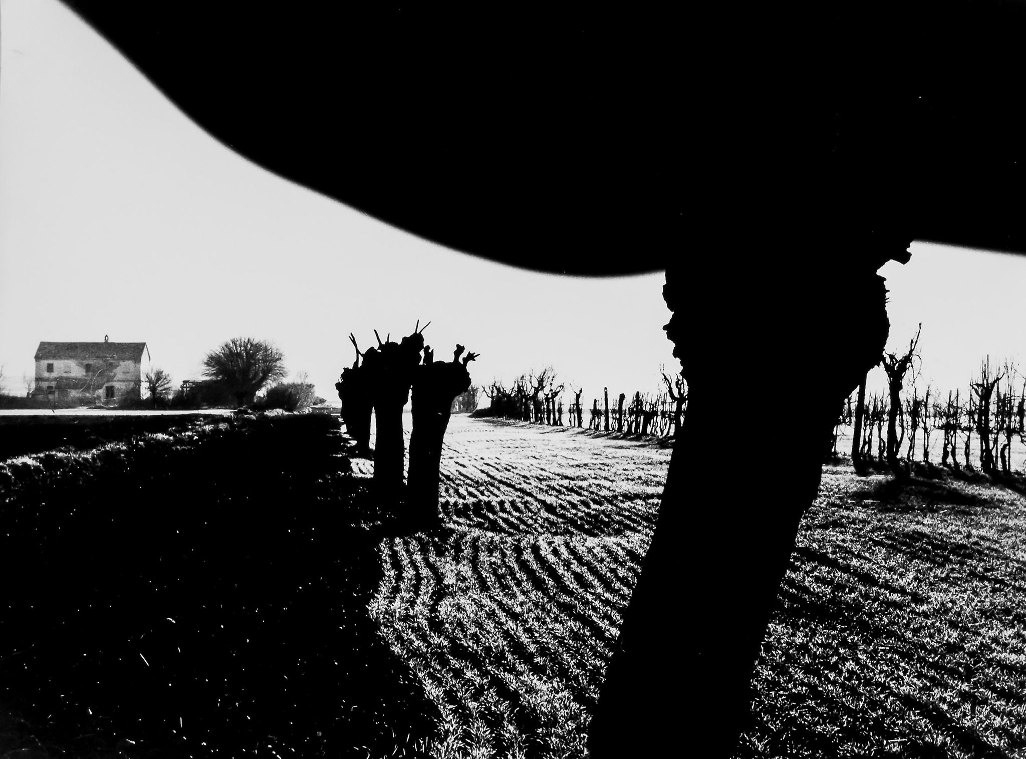 Mario Giacomelli (1925-2000) - Gennaio, from the series Presa di Coscienza sulla Natura, 1960s