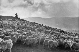 Grace Robertson (b.1930) - Sheep Shearing in Wales, 1951 Gelatin silver print, printed later, signed
