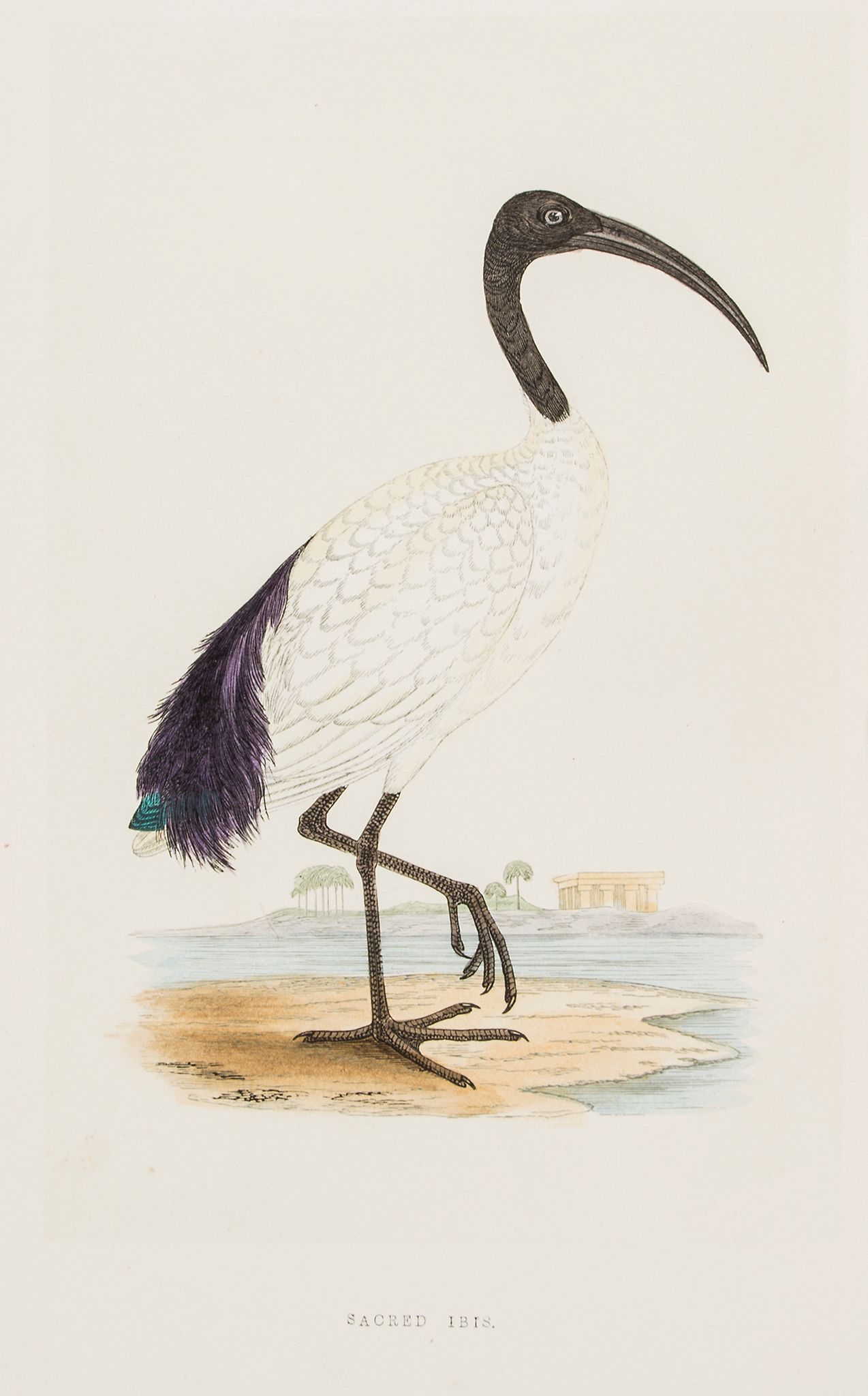 Bree (Charles Robert) - A History of the Birds of Europe not Observed in the British Isles, 4