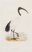 Bree (Charles Robert) - A History of the Birds of Europe not Observed in the British Isles, 4