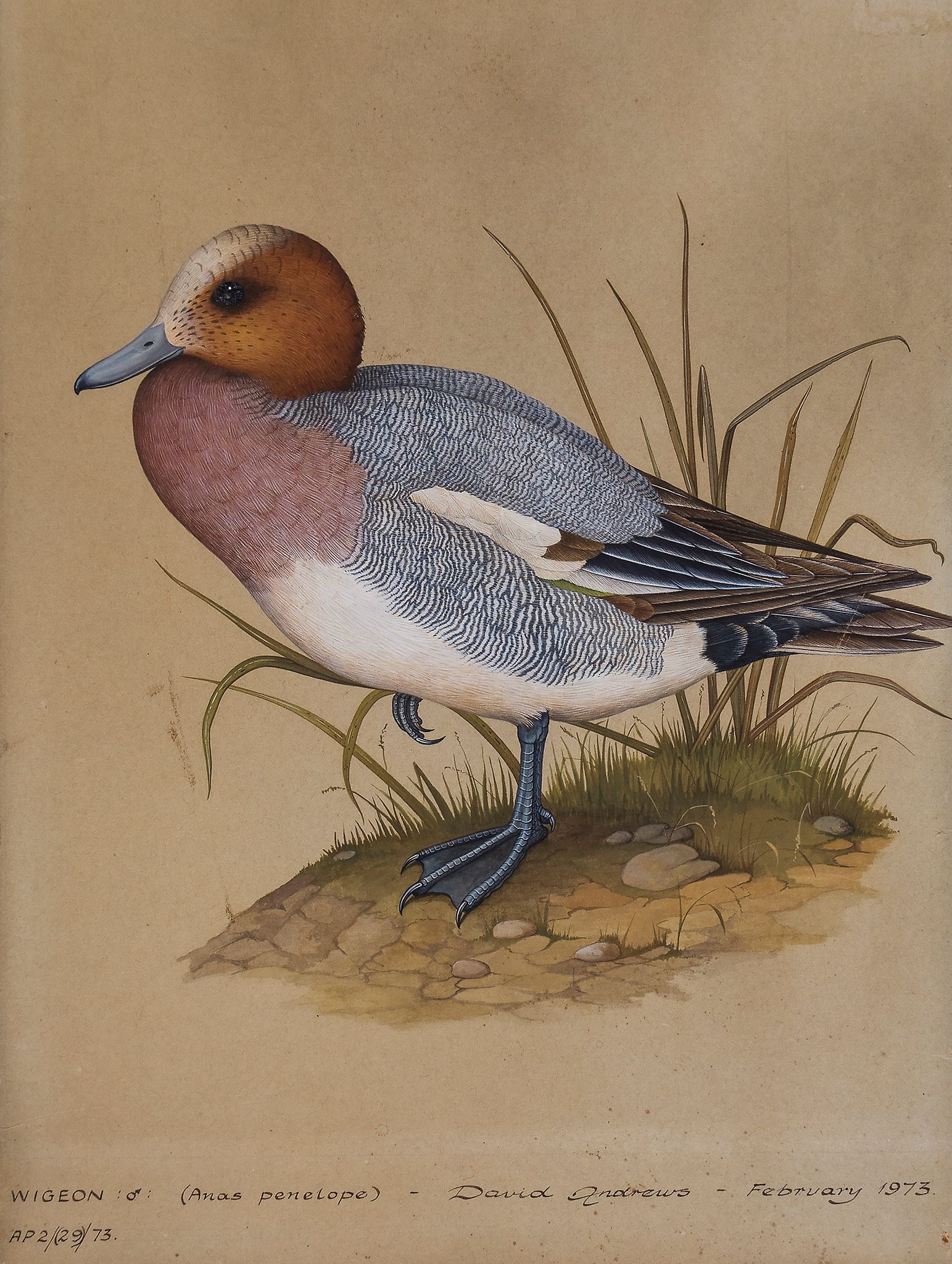 Andrews (David) - Wigeon and Pochard original artwork for two illustrations of ducks, gouache on