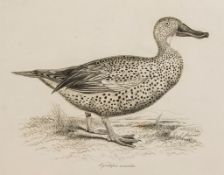 Illustrations of the Duck Tribe , 9 engraved plates  ( Sir   William)   Illustrations of the Duck