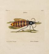 Insects.- Hill (John) - A Decade of Curious Insects:Shewn in their Natural Size...Enlarg'd Before