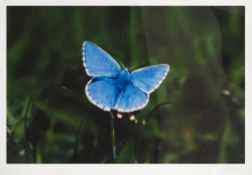 Damien Hirst (b.1965) - Adonis Blue Butterfly pigment print in colours, 2011, signed in pencil,