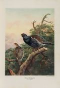 Millais (John Guille) - The Natural History of British Game Birds,  first edition  ,   number 238 of