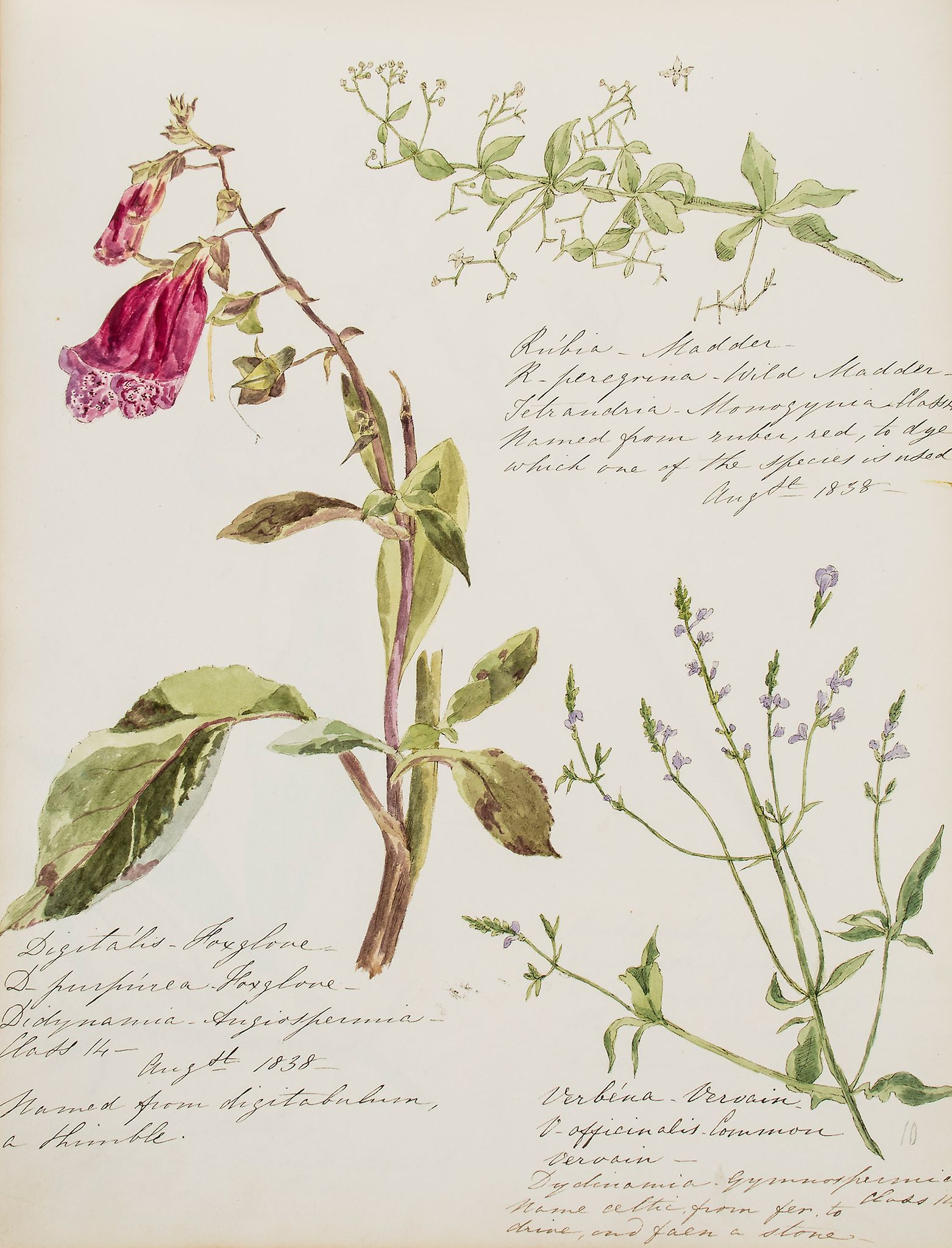 Botanical album.- - E. [Album], 58 pages of botanical watercolours, manuscript captions  E. (S.A.)