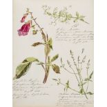 Botanical album.- - E. [Album], 58 pages of botanical watercolours, manuscript captions  E. (S.A.)