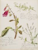 Botanical album.- - E. [Album], 58 pages of botanical watercolours, manuscript captions  E. (S.A.)