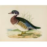 Morris (Beverley R.) - British Game Birds and Wildfowl,  first edition  ,   60 wood-engraved