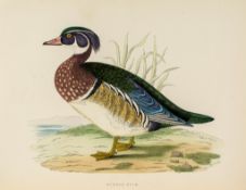 Morris (Beverley R.) - British Game Birds and Wildfowl,  first edition  ,   60 wood-engraved