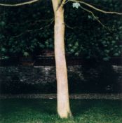 Sarah Jones (b.1959) - Acer, (Maple), 1999 chromogenic print, printed 2001, signed and dated in