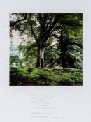 Andy Goldsworthy (b.1956) - Dark, well composted Tree (triptych) three chromogenic prints, 1998,