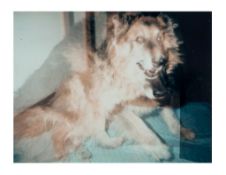 Paul McCarthy (b. 1945) - Dog, 2000 polaroid, signed, titled, dated 3/6/00, and numbered 59-100 on
