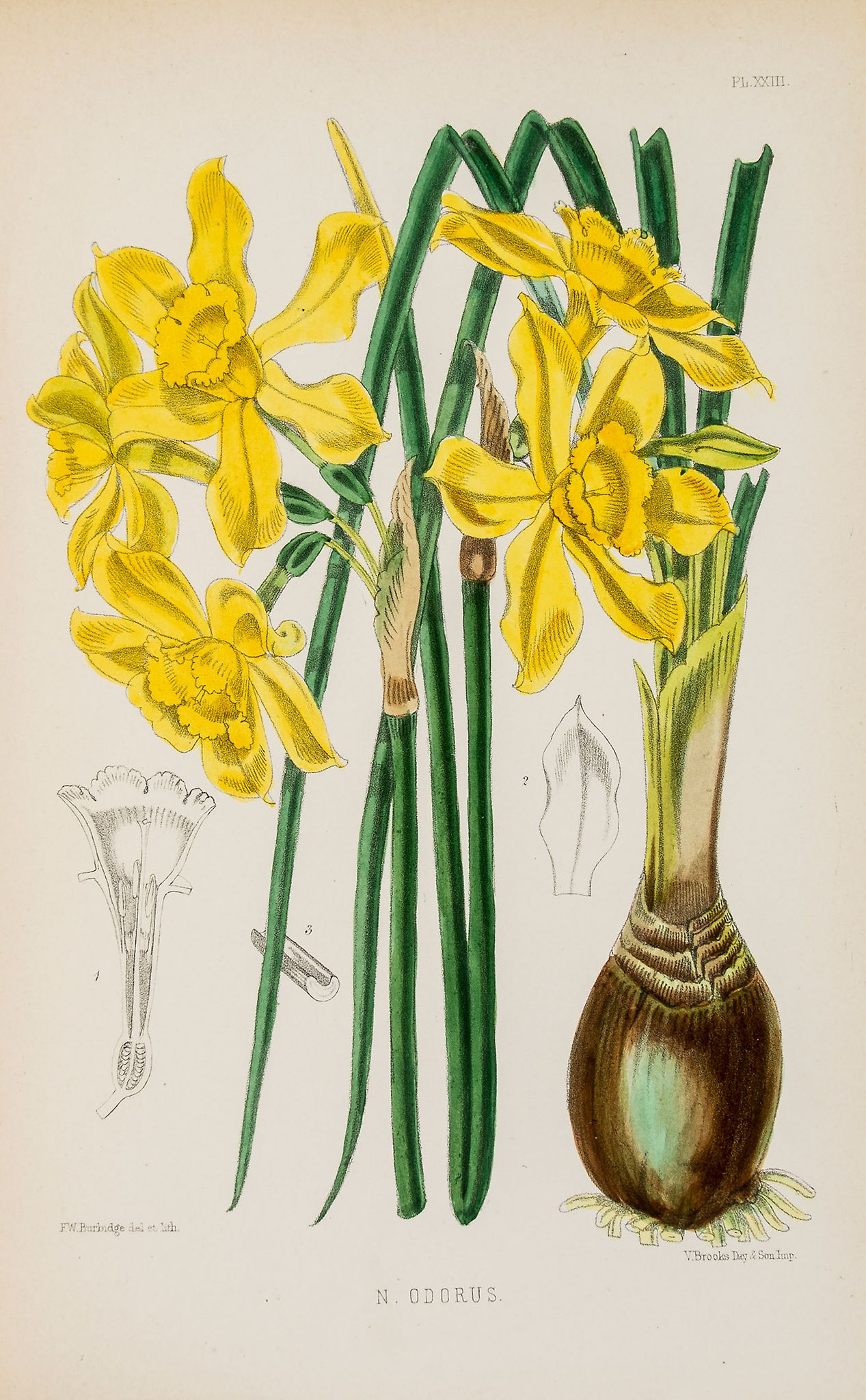 Burbidge (F.W.) - The Narcissus,  hand-coloured lithographed plates,   1875 § Baker (J.G.)