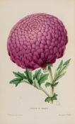 Salter (John) - The Chrysanthemum,  2 hand-coloured lithographed plates,   1865 § Broome (S.)