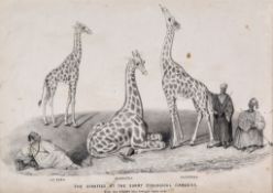 Natural History.- - A small mixed group birds and animals, including The Giraffes at the Surry