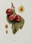 Hedrick (U.P.) - The Plums of New York,  Albany,   1911; The Cherries of New York,   Albany,