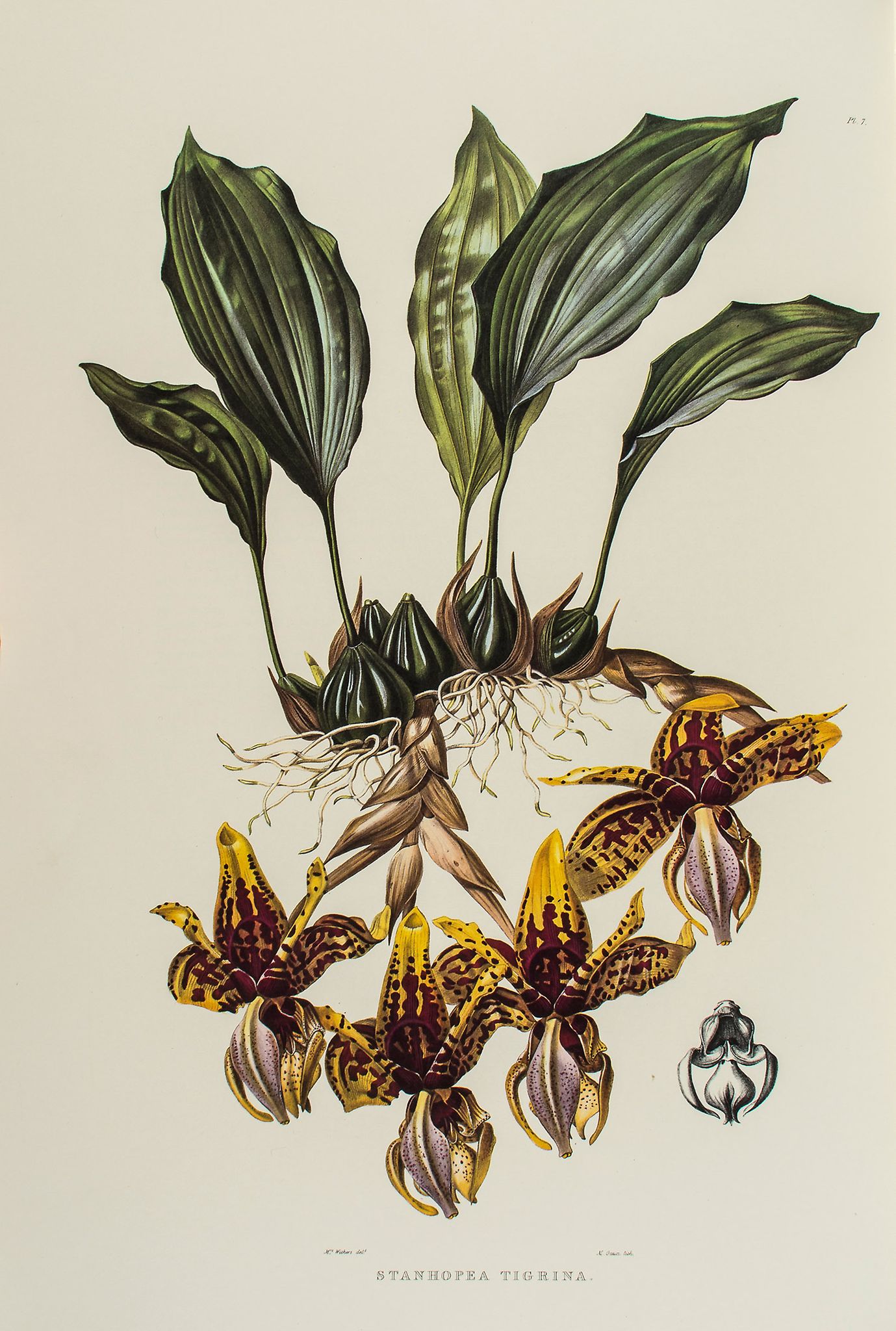 Orchids.- Bateman (James) - The Orchidaceae of Mexico and Guatemala, [c.1978] § Lindley (John)