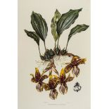 Orchids.- Bateman (James) - The Orchidaceae of Mexico and Guatemala, [c.1978] § Lindley (John)