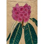Pradhan (Udai C.) and Sonam T.Lachungpa. - Sikkim-Himalayan Rhododendrons,  first edition  ,