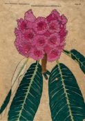 Pradhan (Udai C.) and Sonam T.Lachungpa. - Sikkim-Himalayan Rhododendrons,  first edition  ,