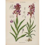 -. Camus (E.-G. & A.) - Iconographie des Orchidées d'Europe, 2 vol. only,   122 lithographed plates,