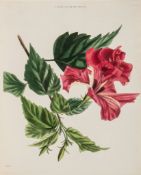 Loddiges (Conrad) & Sons. - The Botanical Cabinet, consisting of Coloured Delineations of Plants