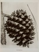 Clinton-Baker (Henry William) - Illustrations of Conifers, 3 vol.,   first edition  ,   [one of
