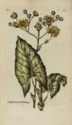 Hill -  Hortus Kewensis, second edition, half-title, folding table  ( Sir   John)   Hortus Kewensis,