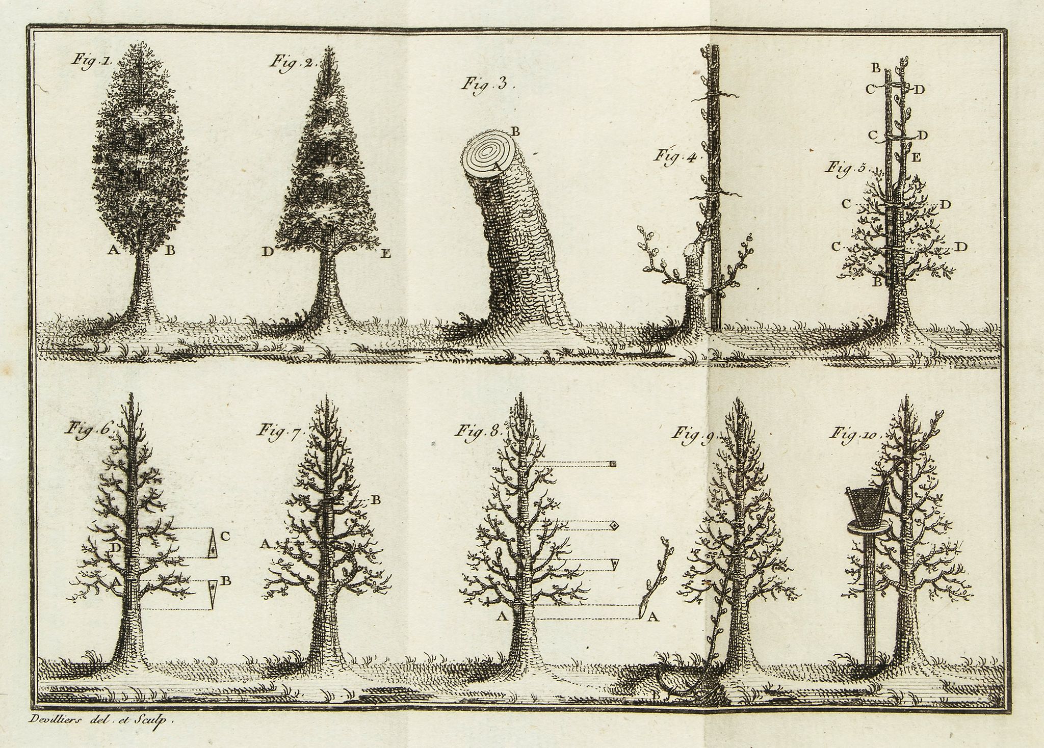 Calvel (Etienne) - Des Arbres Fruitiers Pyramidaux, vulgairement appelés Quenouilles,   second