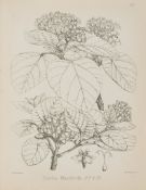 Stewart (J.Lindsay) and Dietrich Brandis. - The Forest Flora of North-West and Central India... 2