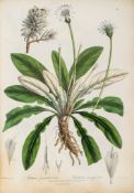 Royle (J.Forbes) - Illustrations to the Botany and other branches of Natural History of the