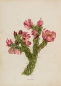 Thayer (Emma Homan) - Wild Flowers of Colorado,  first edition  ,   24 chromolithographed plates,