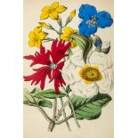 Tyas (Robert) - Flowers from Foreign Lands,  12 hand-coloured plates by James Andrews,