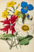 Tyas (Robert) - Flowers from Foreign Lands,  12 hand-coloured plates by James Andrews,